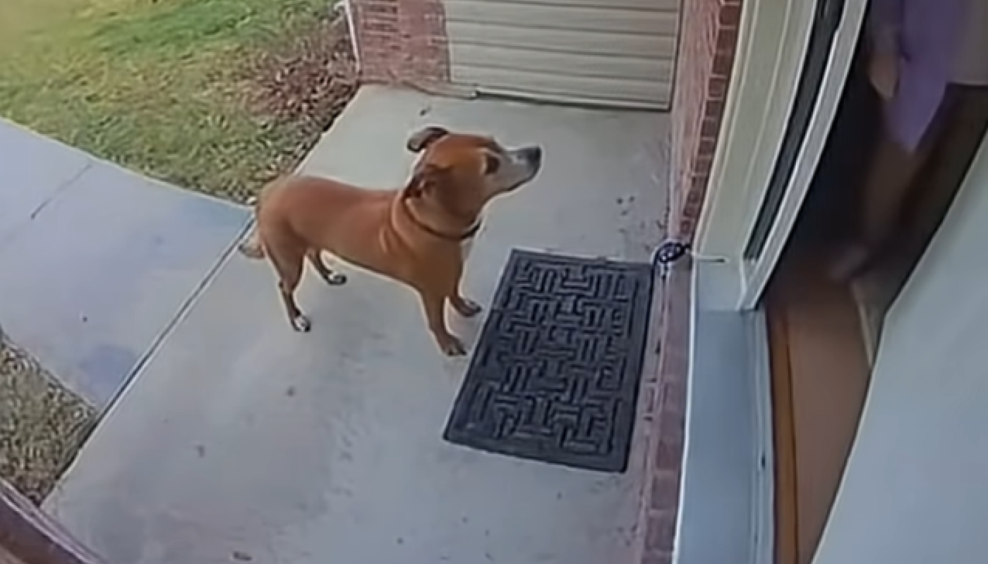 Door Bell footage of dog
