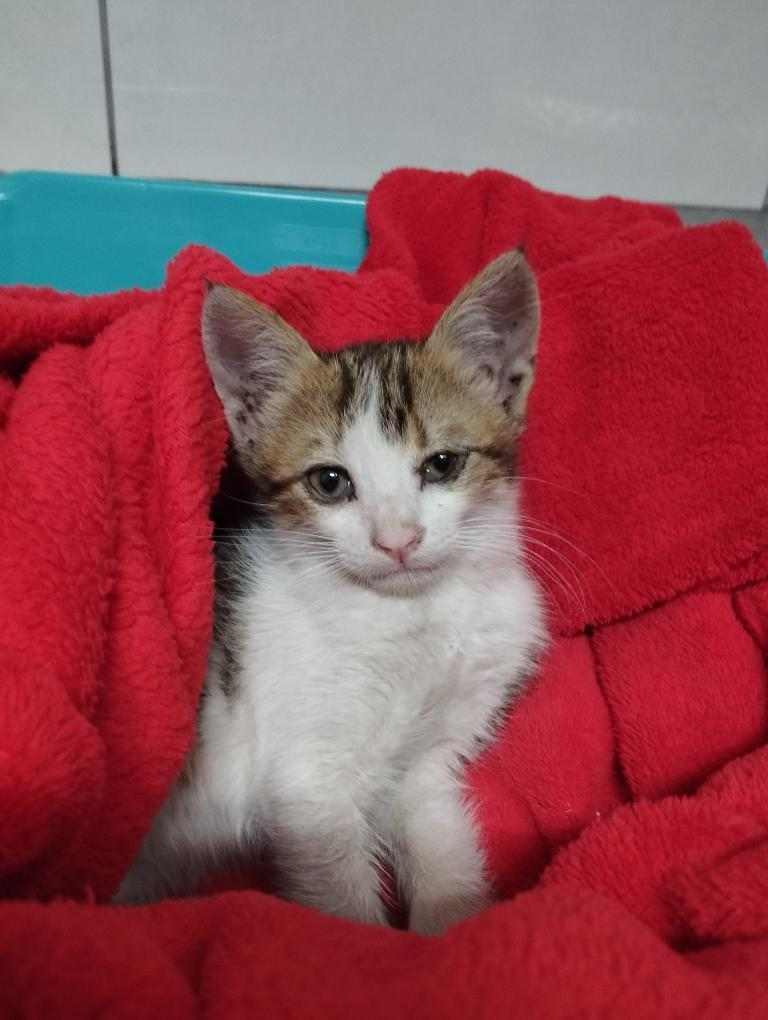 Ο Τζουσέπε έτοιμος για εκδίκηση